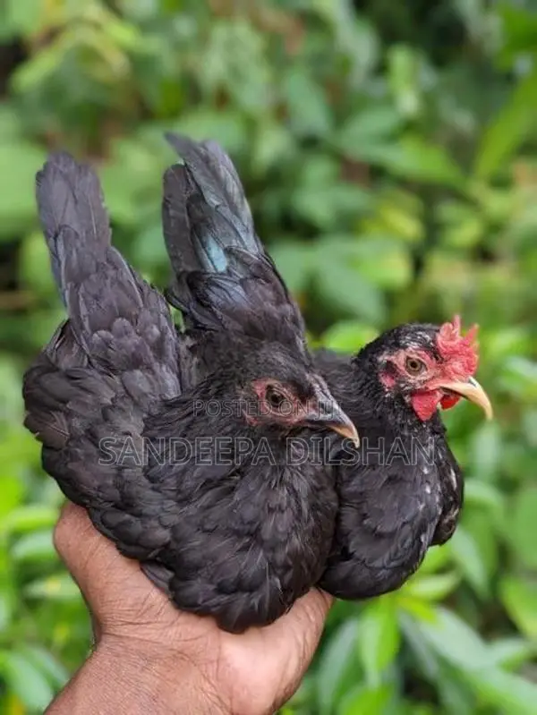 Sebright Chicken