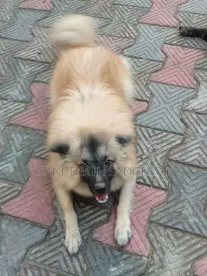 Keeshond Puppy