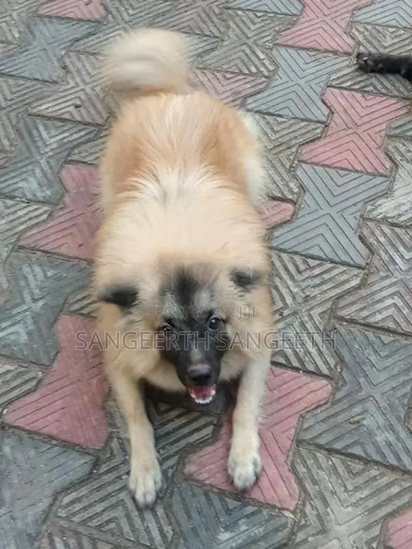 Keeshond Puppy