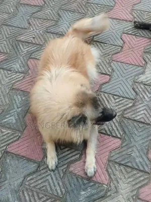 Keeshond Puppy