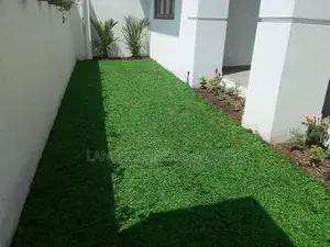 Malaysian Grass