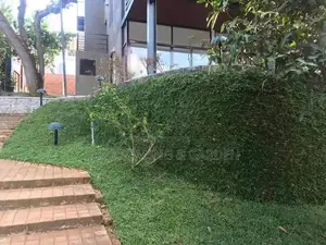 Malaysian Grass