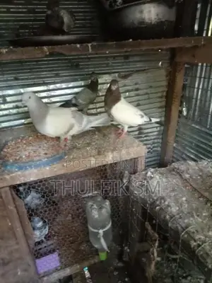 Pigeon