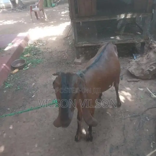 குட்டி ஆடு