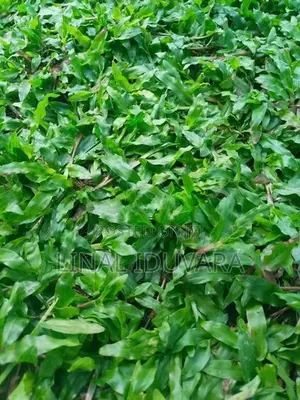 Malaysian Grass