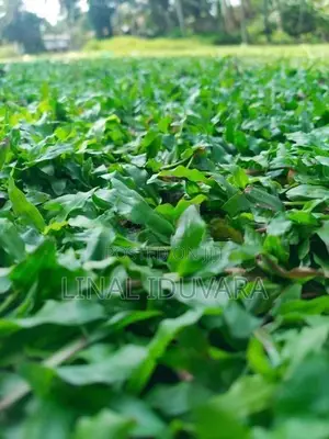 Malaysian Grass