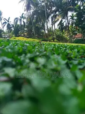 Malaysian Grass