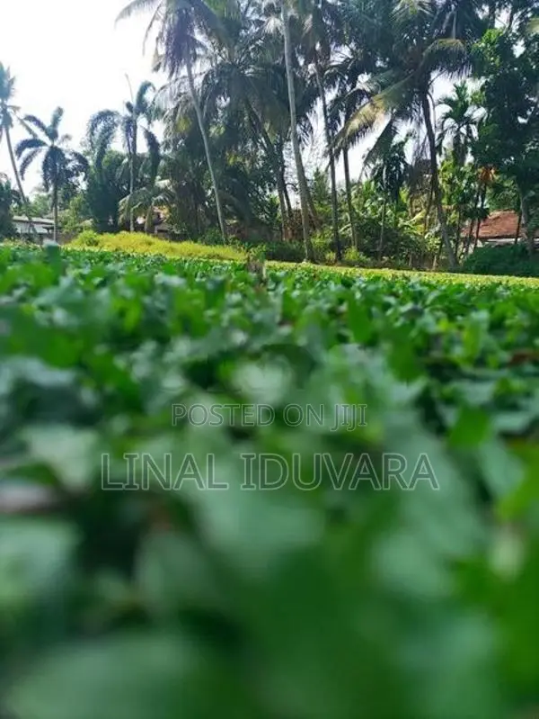 Malaysian Grass