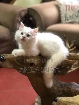 Persian Kittens