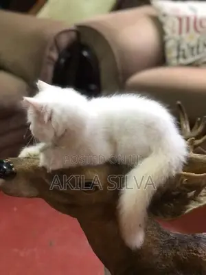 Persian Kittens