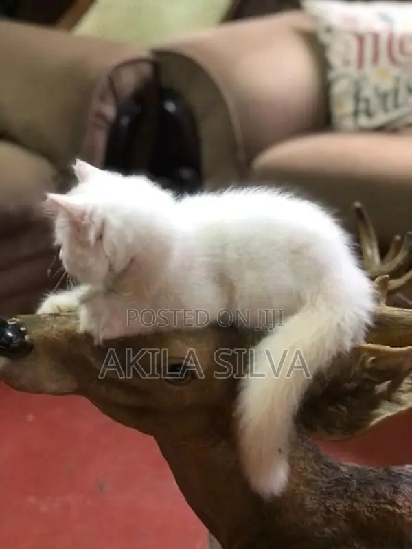 Persian Kittens