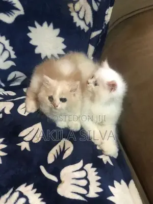 Persian Kittens