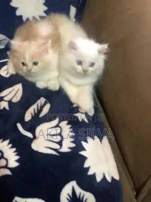 Persian Kittens
