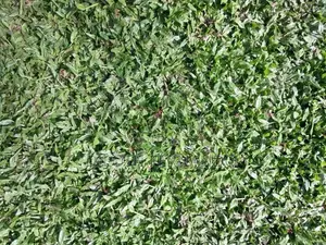 Malaysian Grass