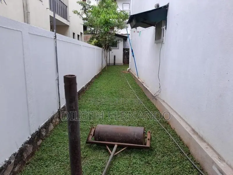 Malaysian Grass