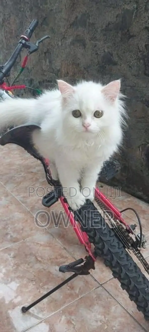 Persian Kittens
