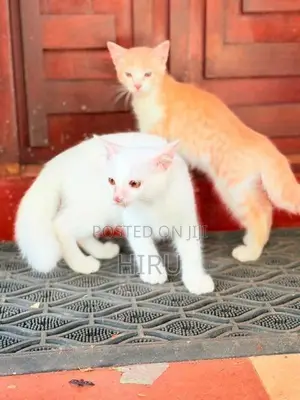 Mix Persian kittens