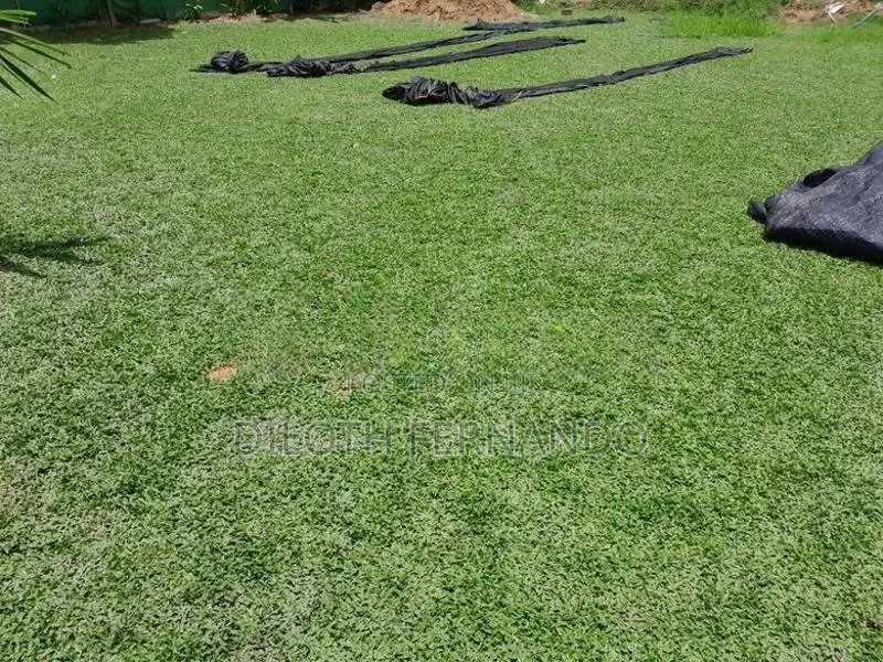 Malaysian Grass