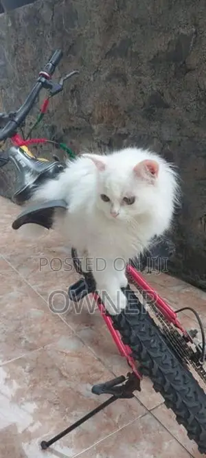 Persian Kittens