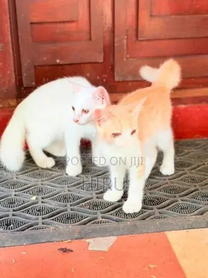 Mix Persian kittens
