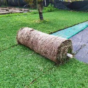 Malaysian Grass With Interlock Paving