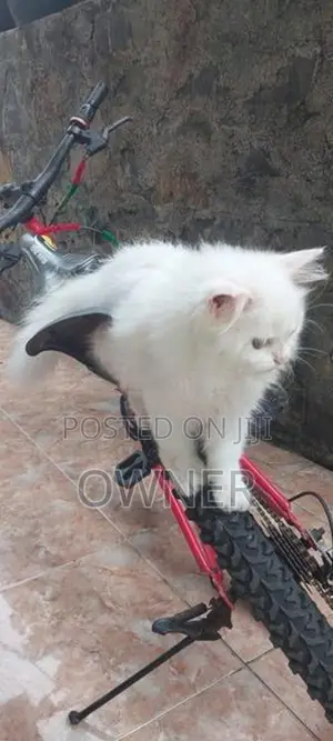 Persian Kittens