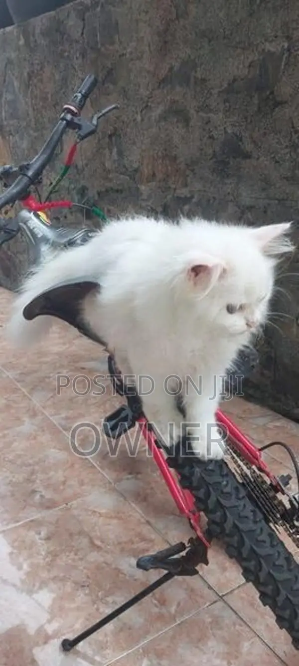 Persian Kittens