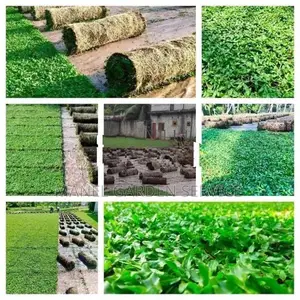 Malaysian Grass With Interlock Paving