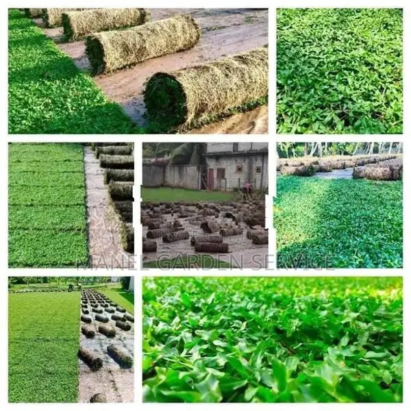 Malaysian Grass With Interlock Paving