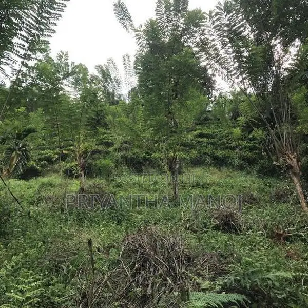 අක්කර 5 තේ පුවක් ගම්මිරිස් ඉඩමක් විකිනීමට - දැරනියගල