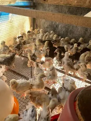 Bentam Chicks