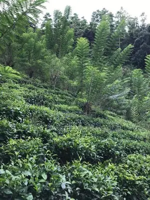 අක්කර 5 තේ පුවක් ගම්මිරිස් ඉඩමක් විකිනීමට - දැරනියගල