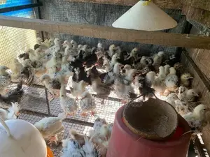 Bentam Chicks