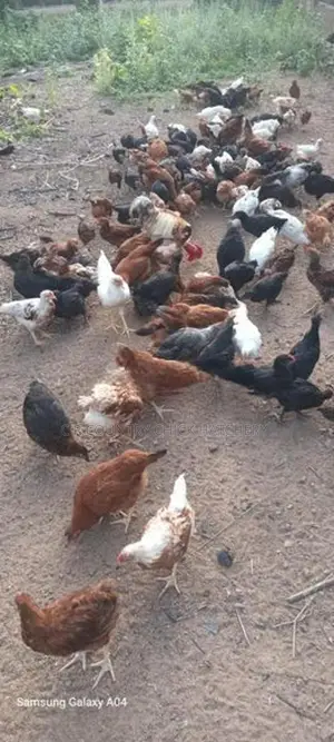 கோழி குஞ்சு
