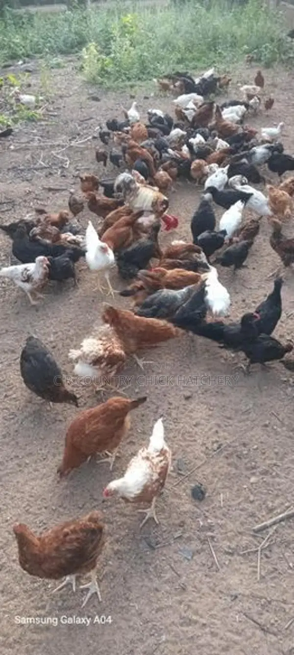 கோழி குஞ்சு