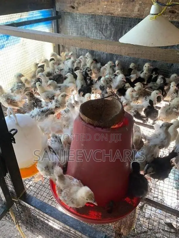 Bentam Chicks