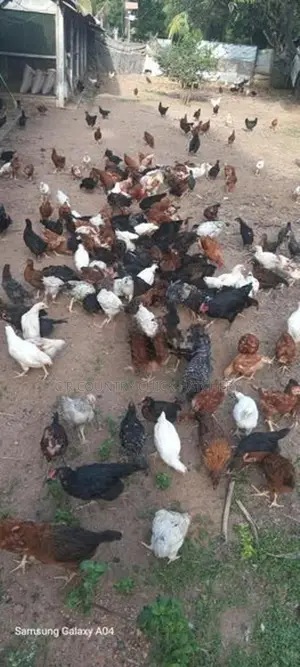 கோழி குஞ்சு