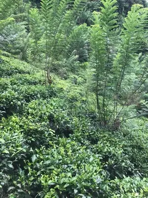 අක්කර 5 තේ පුවක් ගම්මිරිස් ඉඩමක් විකිනීමට - දැරනියගල