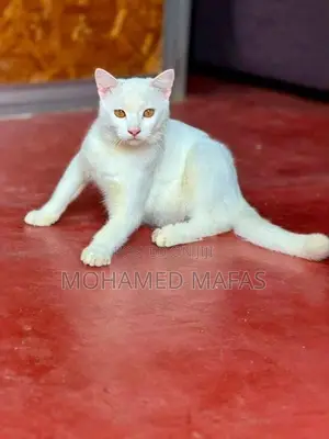 White Persian Cross Cat