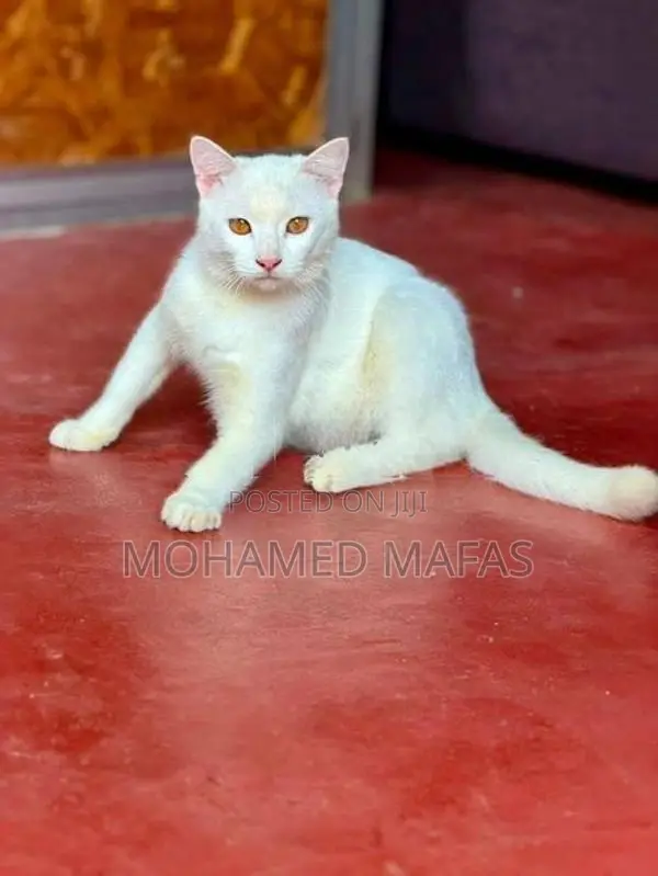 White Persian Cross Cat