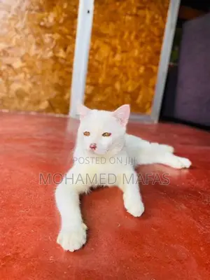 White Persian Cross Cat