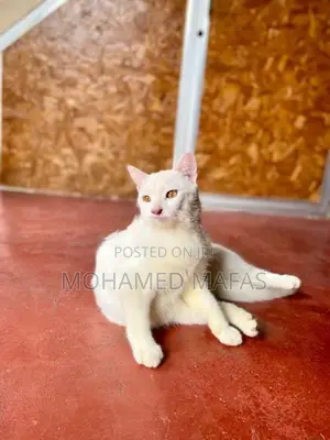 White Persian Cross Cat