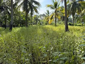 Land for Sale in Mahawa