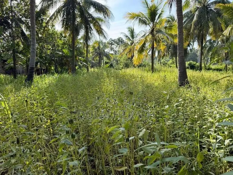Land for Sale in Mahawa