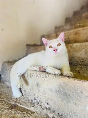 White Persian Cross Cat