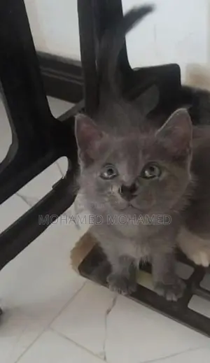 Persian Cat