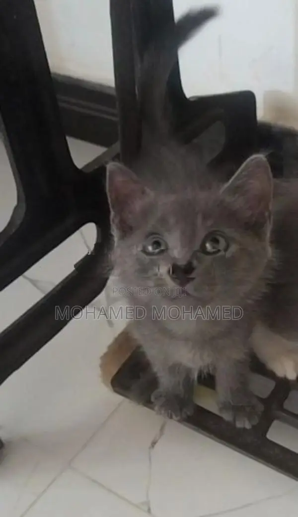 Persian Cat