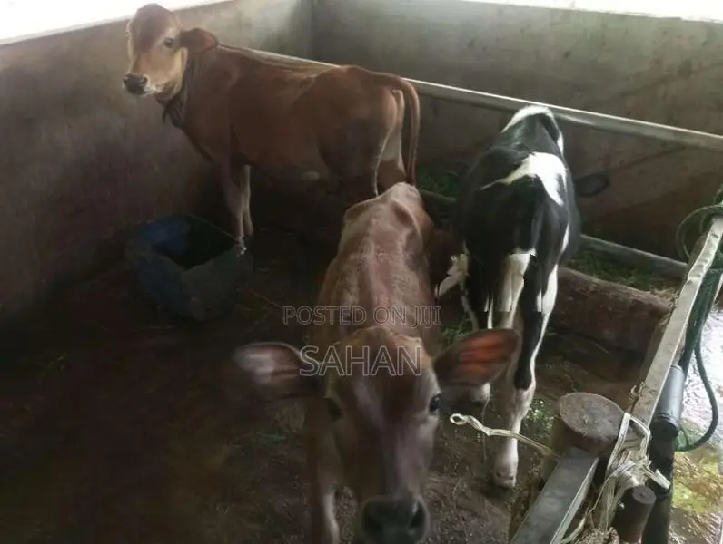 Farm Cows