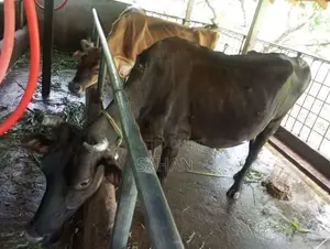 Farm Cows