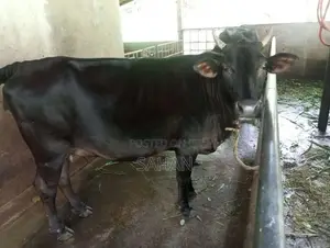 Farm Cows